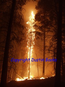 A "red top" bursting into flames during a forest fire in 2002.
