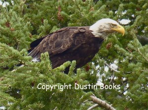 A bald eagle readies itself for takeoff along the Missouri River in Montana. Ask for "American Eagle."
