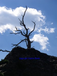 It's amazing how long a dead tree can continue to stand, even on a mountain top. Ask for "Skeleton Tree."