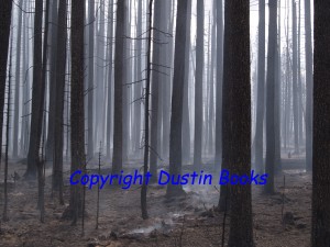 The ground smolders in a pine forest a day after a forest fire swept through the area. "Ask for Smoky Woods."