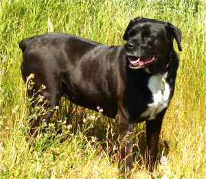 Abby enjoying a meadow in British columbia.