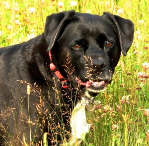 My dog Abby enjoyed the trip as much as I did, especially when she got to play in a field of wildflowers.