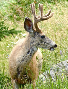 This fellow visited my first campsite in northern Wyoming. I thought the visit should reduce my camp fee by one buck.