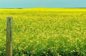 Much like the vast wheatfields of Montana, the Province of Alberta has vast fields of canola, which are prettier than wheat. 