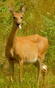 Some big game animals seem to instinctively know when it's not hunting season.