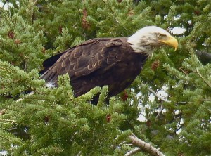 A bald eagle prepares for takeoff from a tree along the Missouri River.