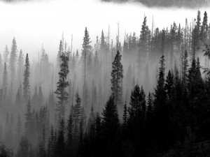 Fog blankets a valley in Canada's Jasper National Park