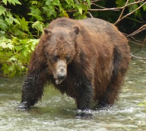 This was the only grizzly seen at the Fish Creek. I think U.S. Fish & Wildlife hired the bear to hang around the area as a tourist attraction.