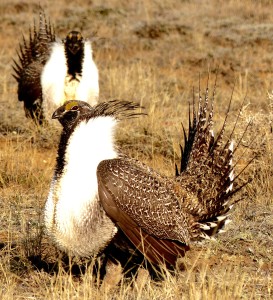 2 sage grouse